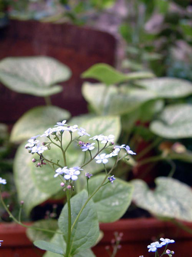 Brunneramacrophylla_JackFrost_